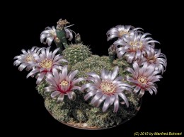 Gymnocalycium calochlorum 63